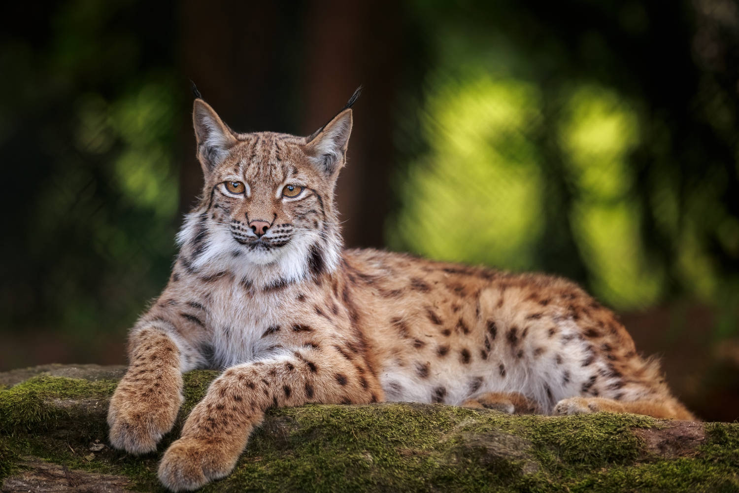 Bayerwald-Tierpark