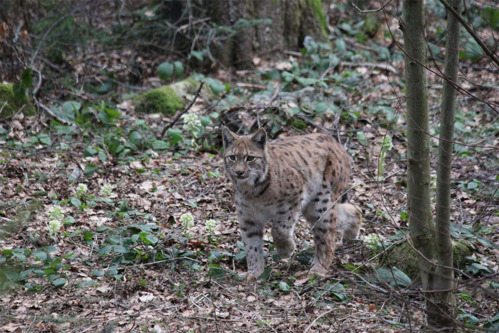 In der Dämmerung zu Luchs und Wolf