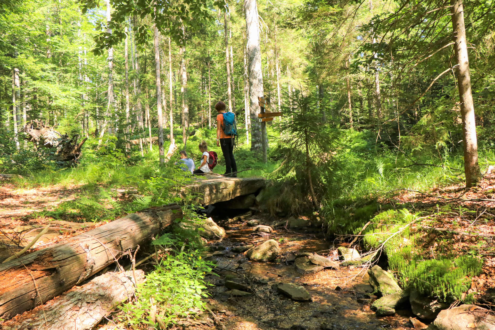 Wilde Wälder am Sagwasser