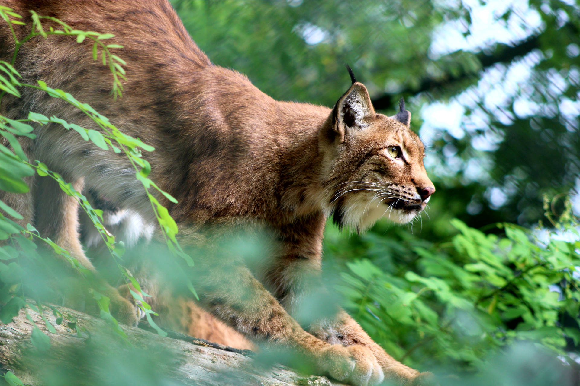 Wildpark Schloss Ortenburg